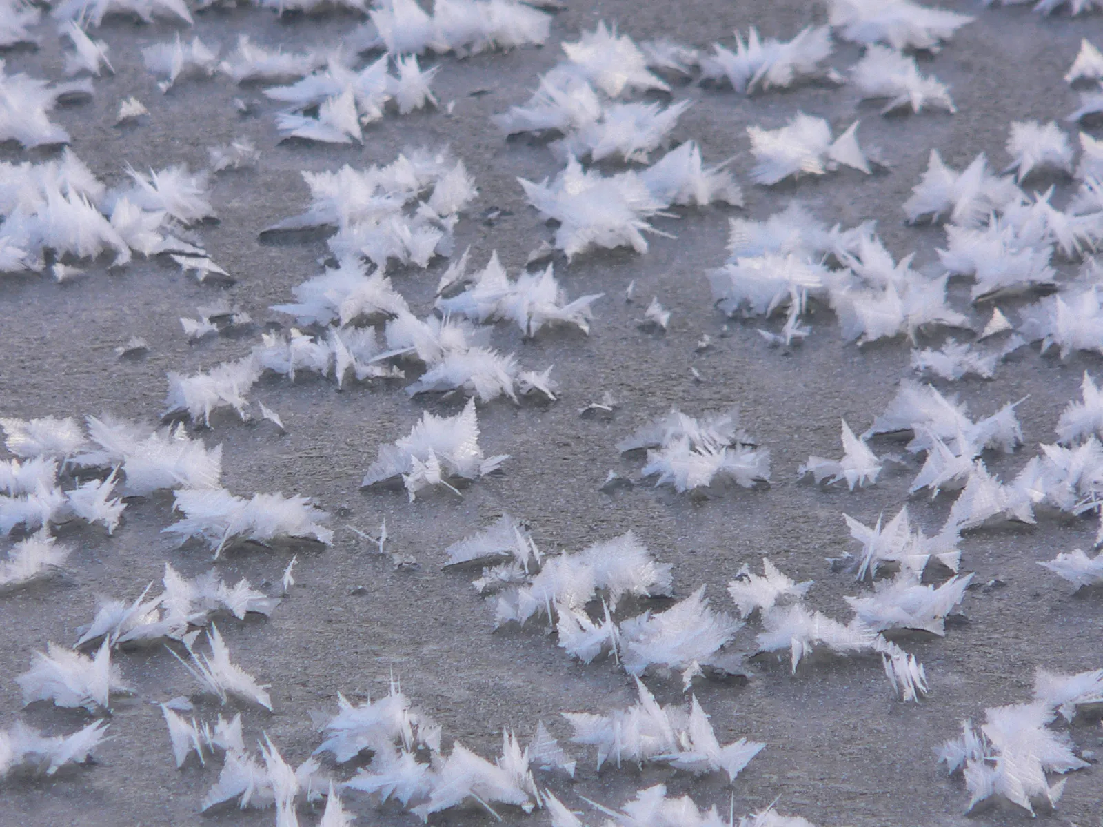 Close-up of delicate white ice crystals forming intricate patterns on a grey, frozen surface.