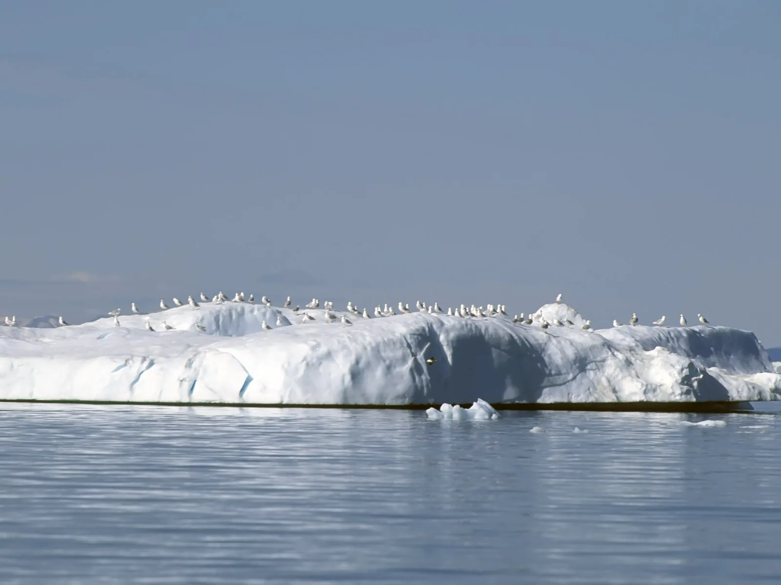A large iceberg covered in seagulls floats in calm blue water under a clear sky.