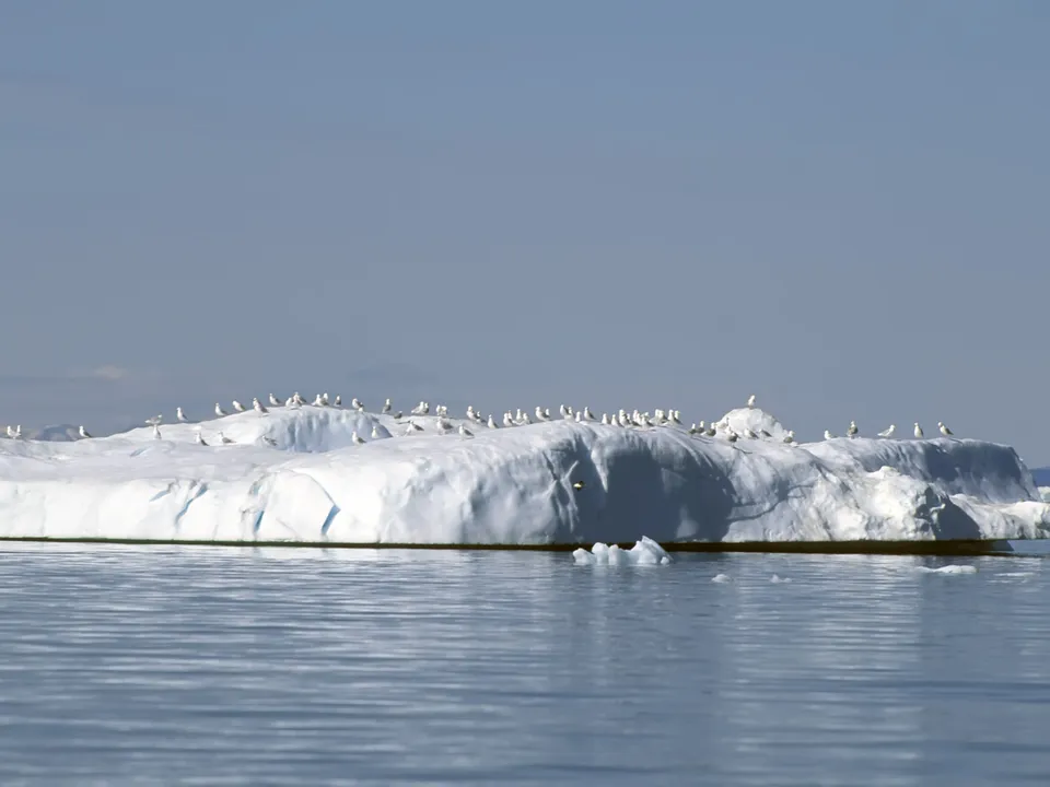 A large iceberg covered in seagulls floats in calm blue water under a clear sky.