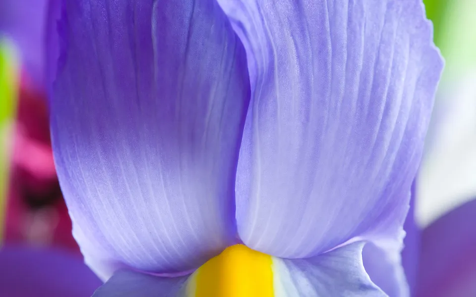 Extreme close-up of a vibrant purple iris petal with visible veins and a bright yellow center.