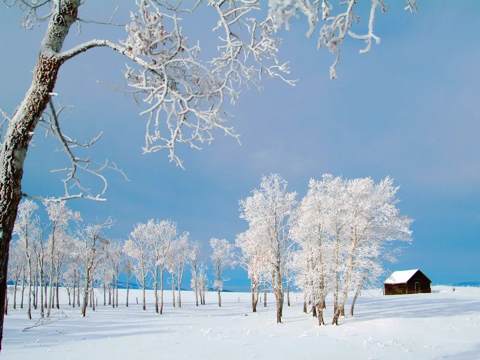 A small cabin sits alone in a vast, snow-covered field with frost-covered trees.