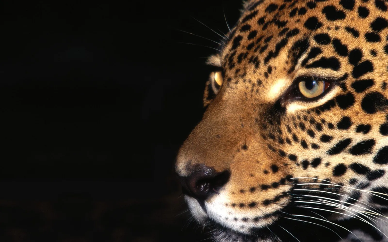 A close-up profile view of a jaguar's face against a dark background.