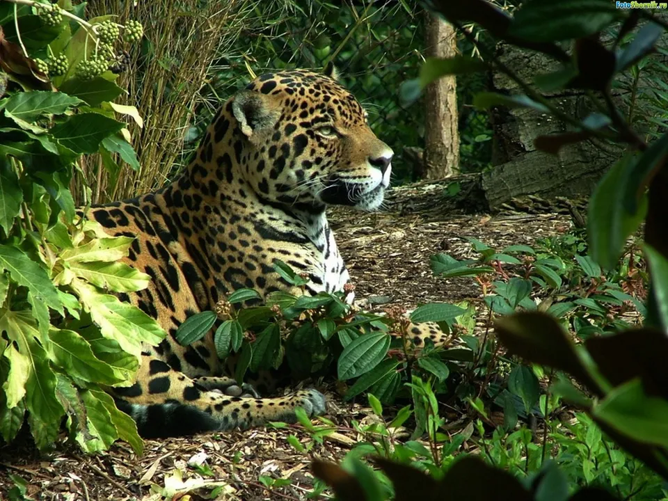A jaguar rests in a naturalistic enclosure, surrounded by dense green plants and dappled sunlight.