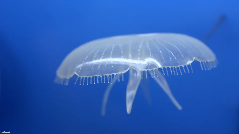 A translucent jellyfish with delicate tentacles floats in a vibrant blue ocean.