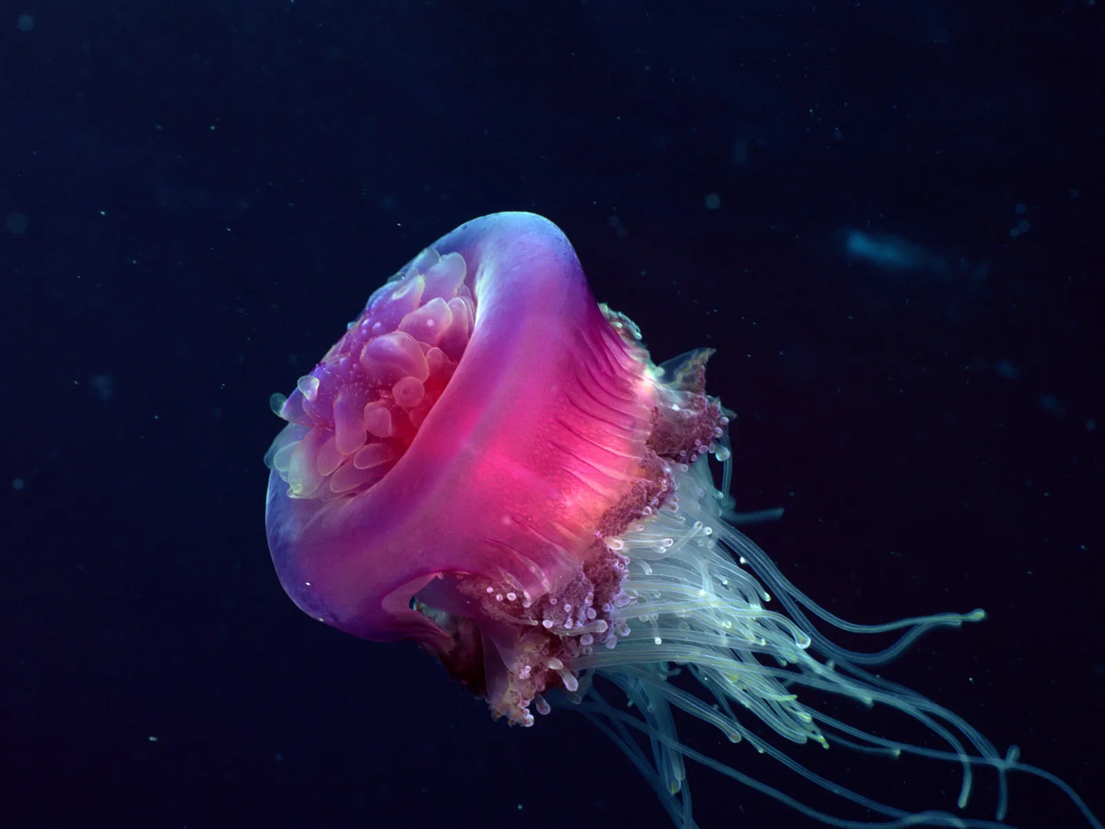 A pink and purple jellyfish with long tentacles floats in dark blue water.