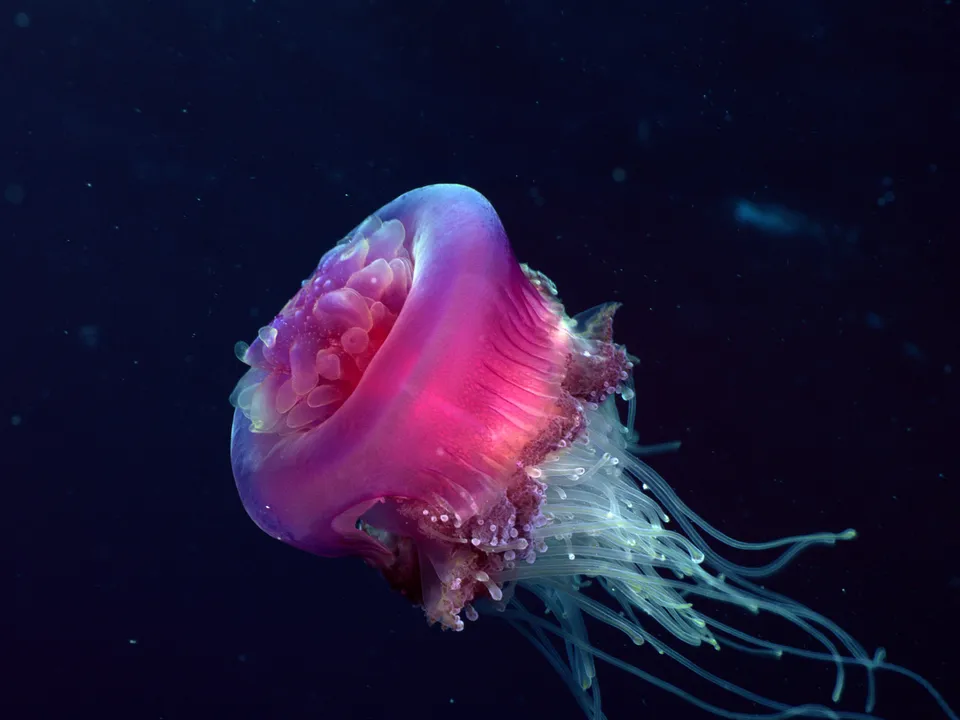 A pink and purple jellyfish with long tentacles floats in dark blue water.