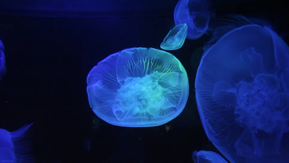 Several translucent jellyfish with glowing blue and green bodies float in dark water.