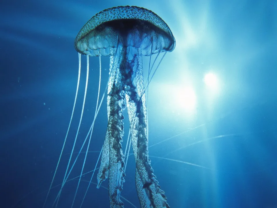 A spotted jellyfish with long tentacles drifts in the deep blue ocean, illuminated by sunlight from above.