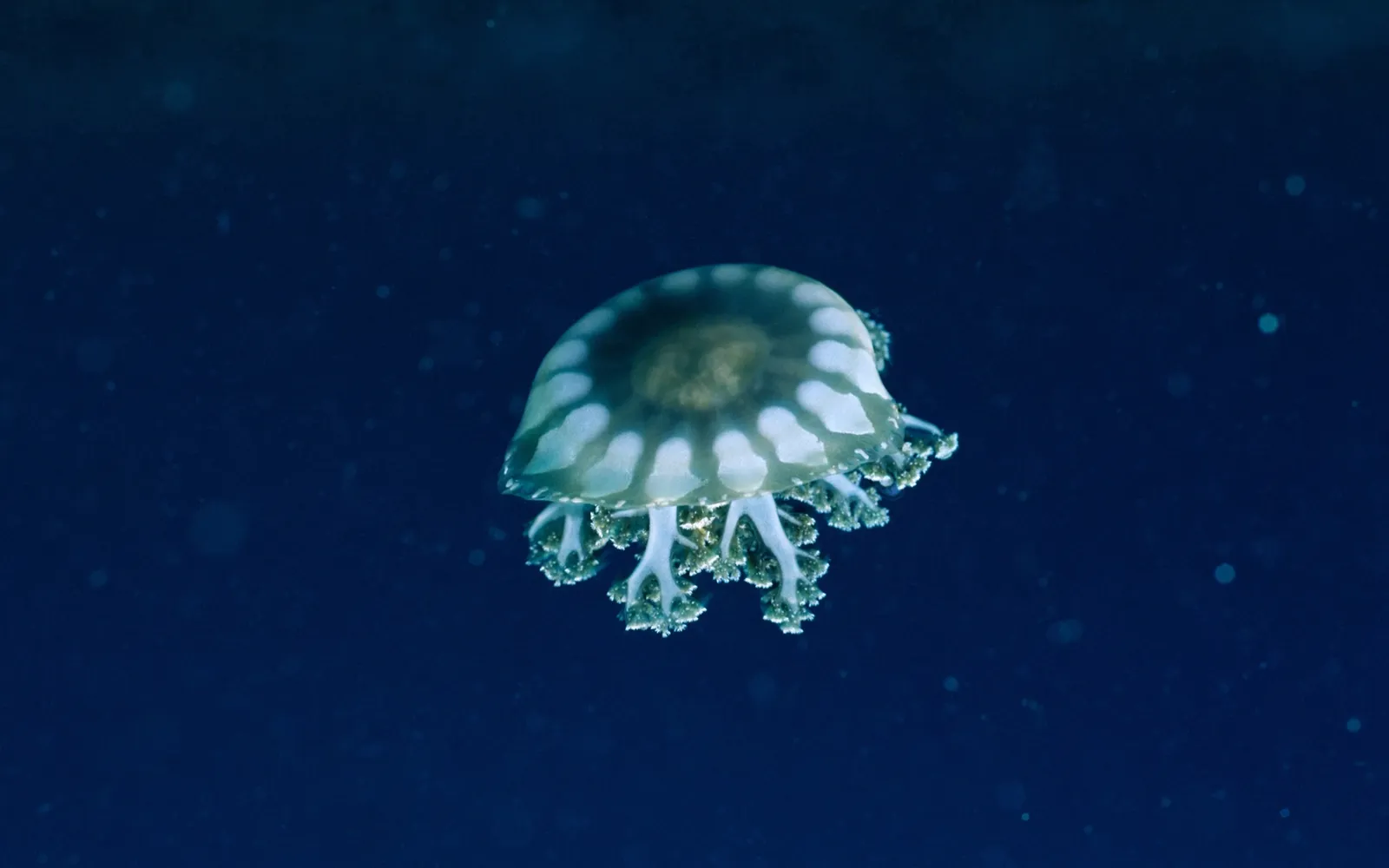 A translucent jellyfish with white markings floats in dark blue water.