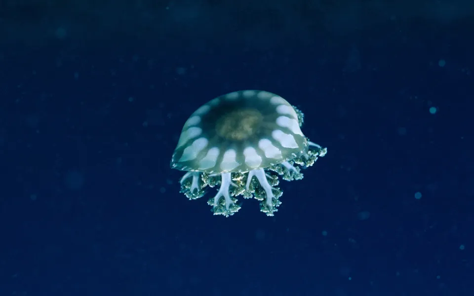 A translucent jellyfish with white markings floats in dark blue water.