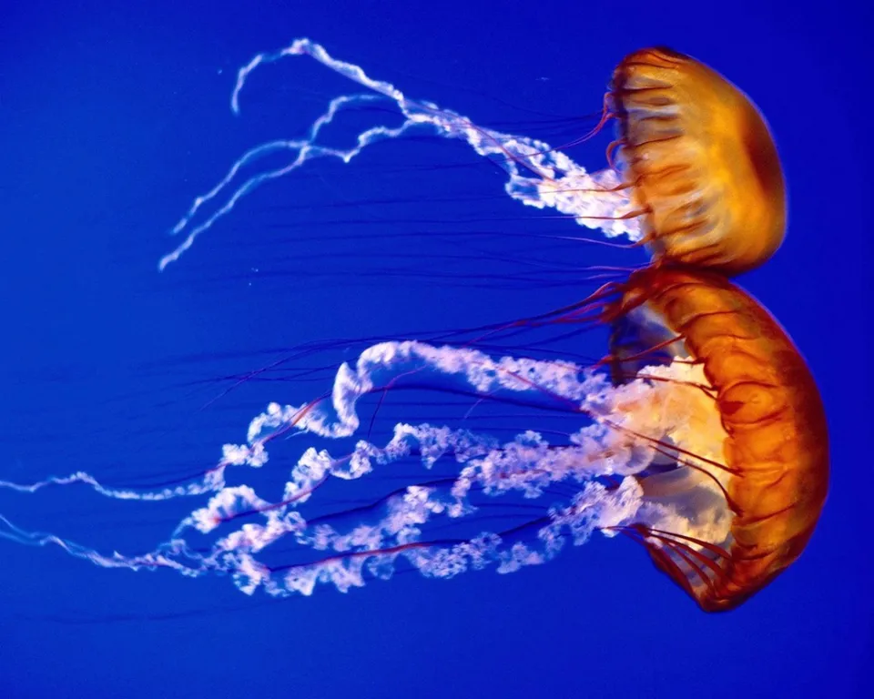 Two orange jellyfish with long, flowing tentacles drift in a deep blue ocean.