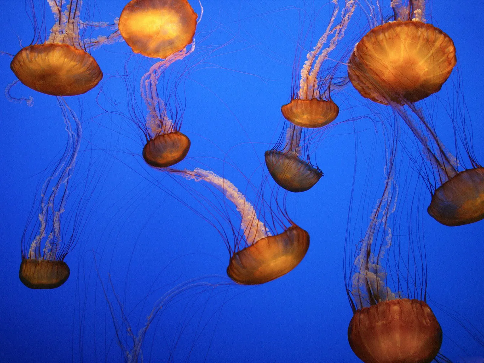 Several orange and brown jellyfish with long tentacles drift in a deep blue ocean.