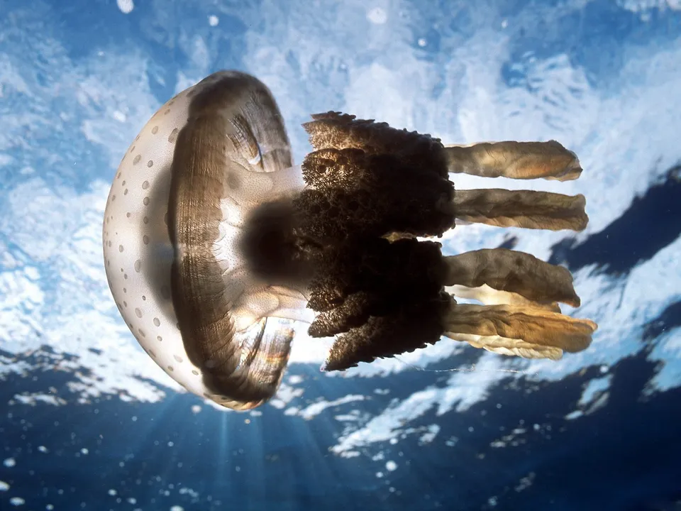 A translucent jellyfish with brown spots floats in the ocean, with sunlight filtering down from above.