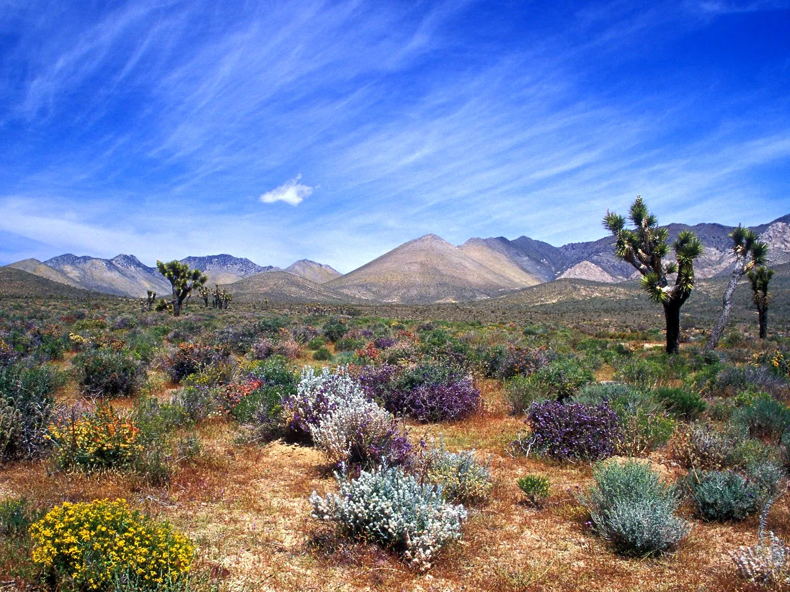 A desert landscape with Joshua trees, colorful wildflowers, and mountains under a bright blue sky with wispy clouds.
