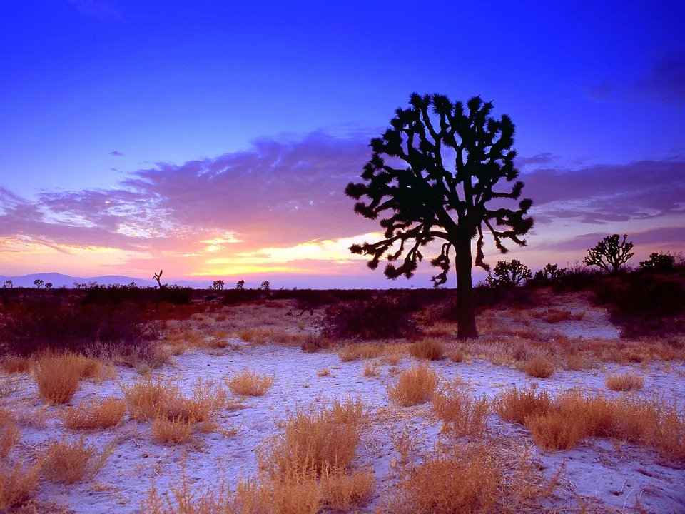 A silhouetted Joshua tree stands against a colorful sunset sky in a desert landscape.