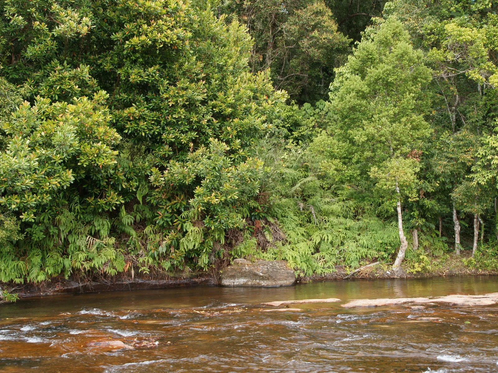 A shallow river flows over rocks with lush green trees and ferns lining the bank.