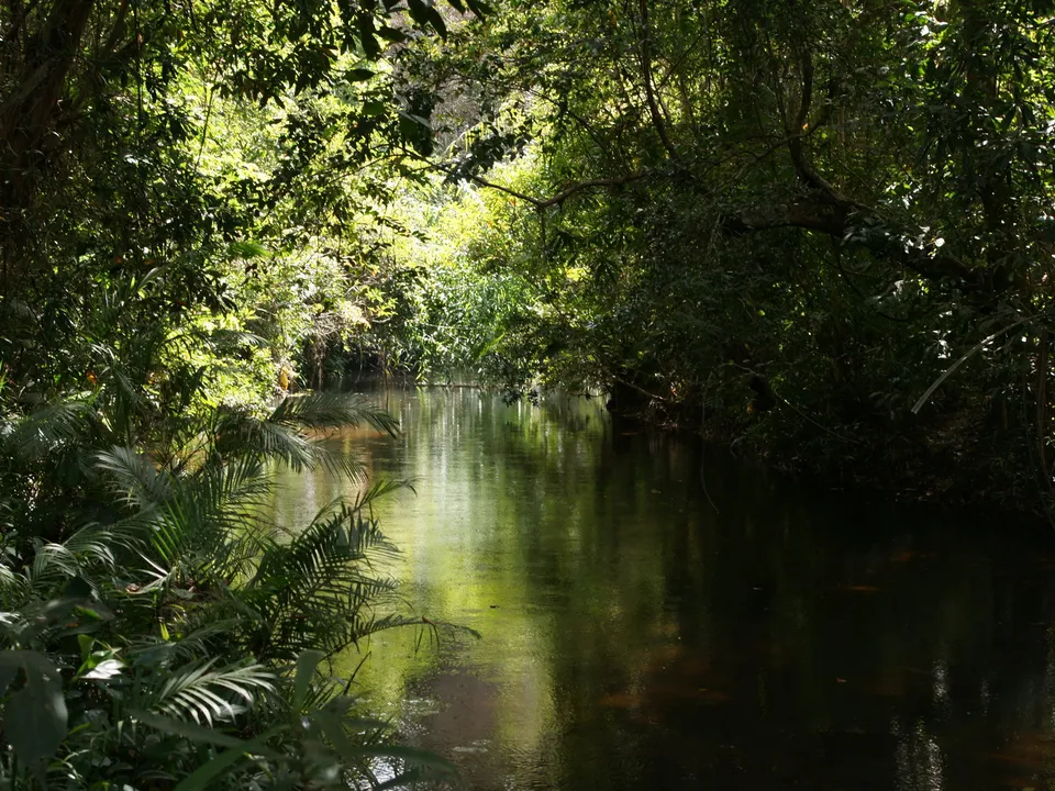 A calm river flows through a dense jungle, with sunlight dappling the water and foliage.