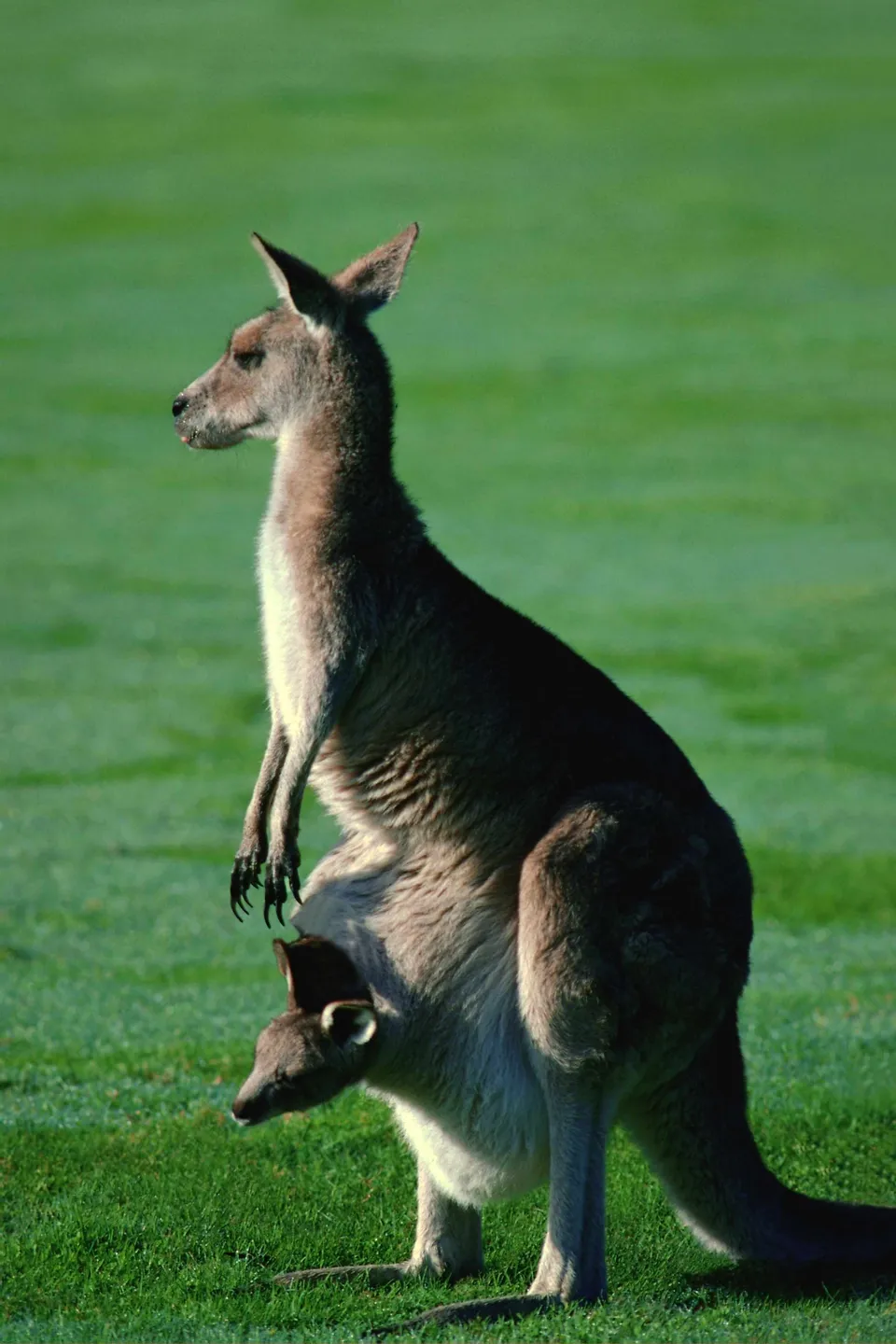 A mother kangaroo stands in a grassy field with her joey peeking out of her pouch.
