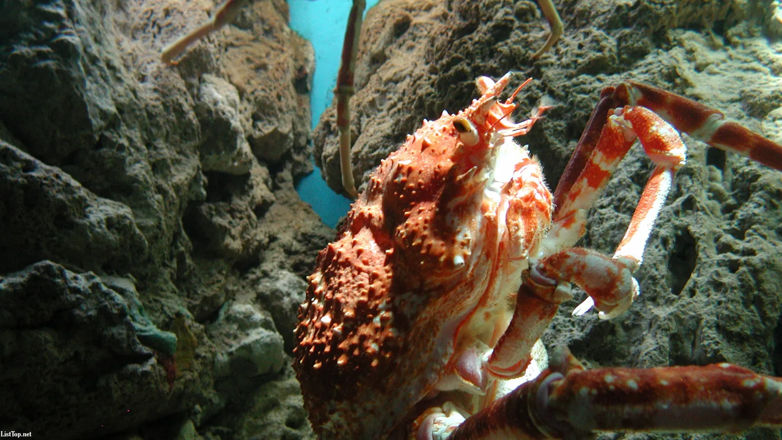 A large, spiky orange king crab is shown up close in an aquarium, with rocky structures in the background.