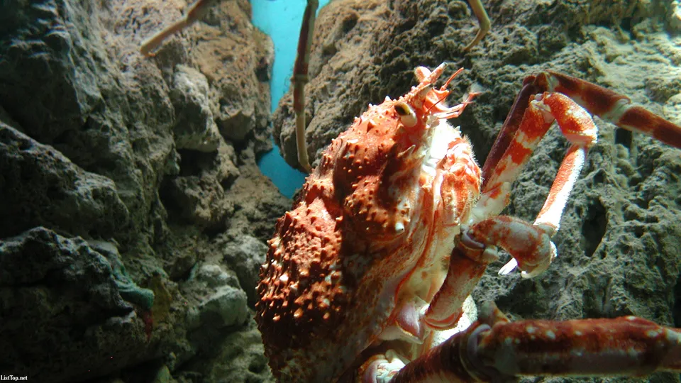 A large, spiky orange king crab is shown up close in an aquarium, with rocky structures in the background.