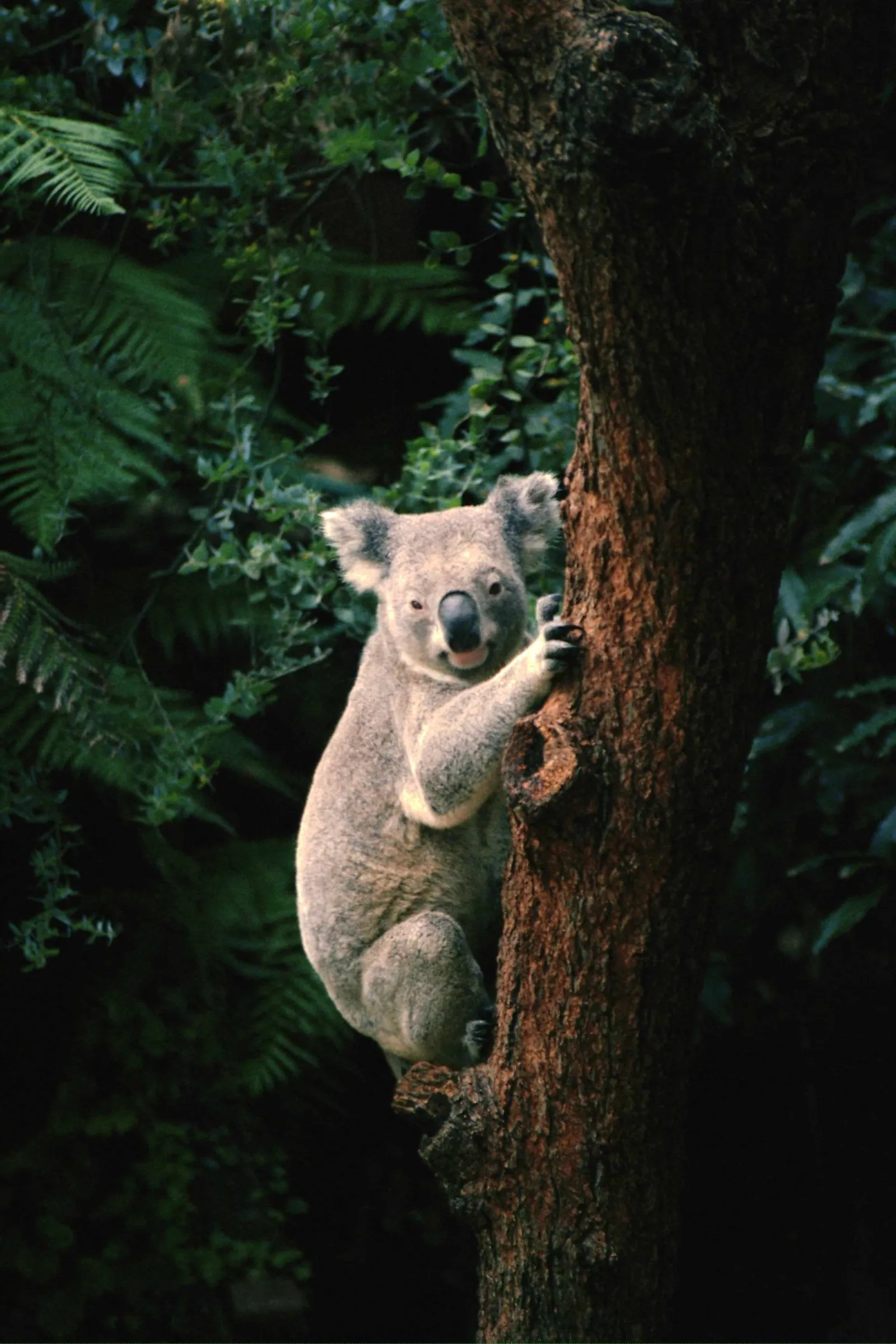 A koala clings to a rough tree trunk, surrounded by lush green foliage.