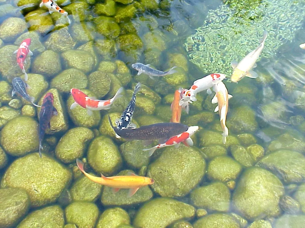 A school of colorful koi fish swim among large, smooth, green-tinted rocks in a clear pond.
