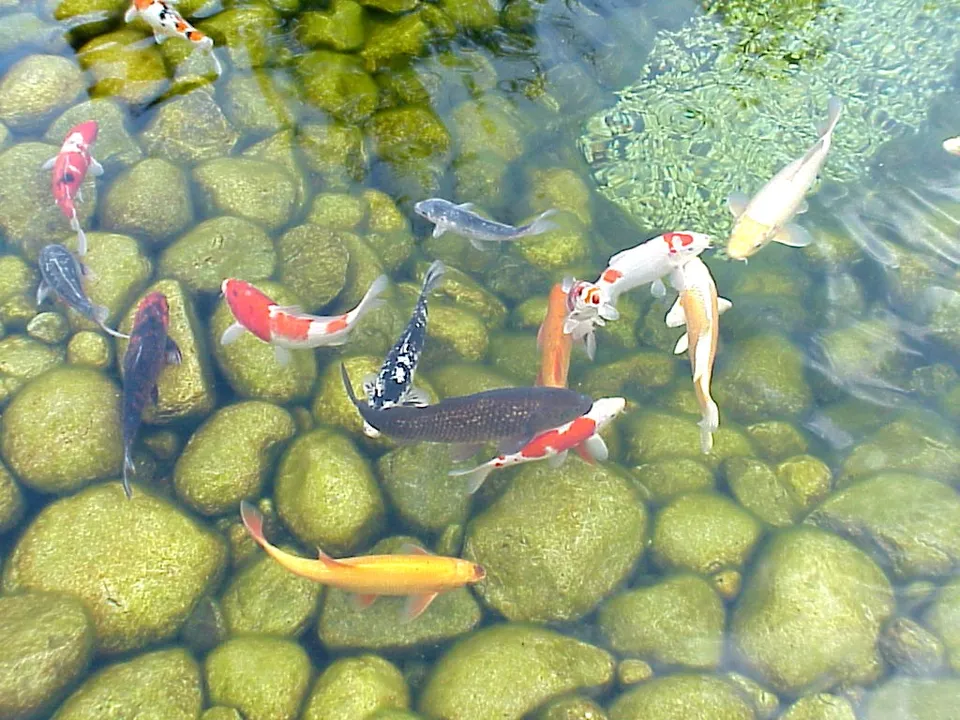A school of colorful koi fish swim among large, smooth, green-tinted rocks in a clear pond.