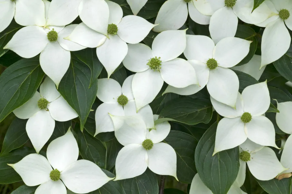 Close-up of multiple white Kousa dogwood flowers with green centers, surrounded by dark green leaves.