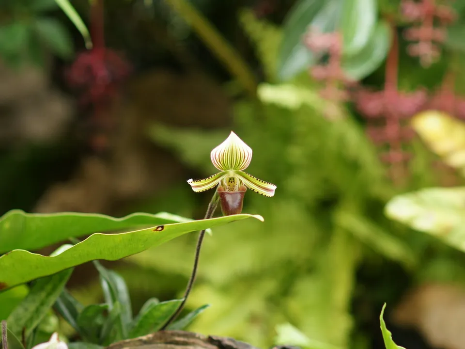 A close-up of a delicate Lady Slipper orchid with green and white petals, set against a blurred background of lush green foliage.