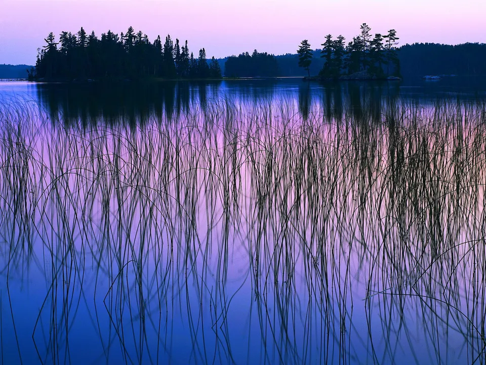 Tall reeds in the foreground reflect in a calm lake under a purple and pink twilight sky.