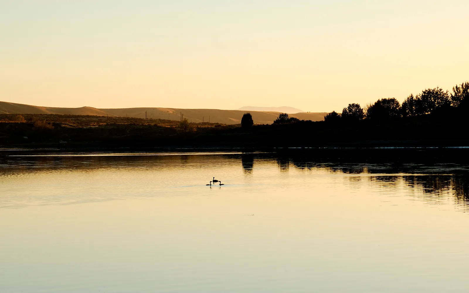 Silhouettes of waterfowl swimming on a calm lake during a golden sunset.