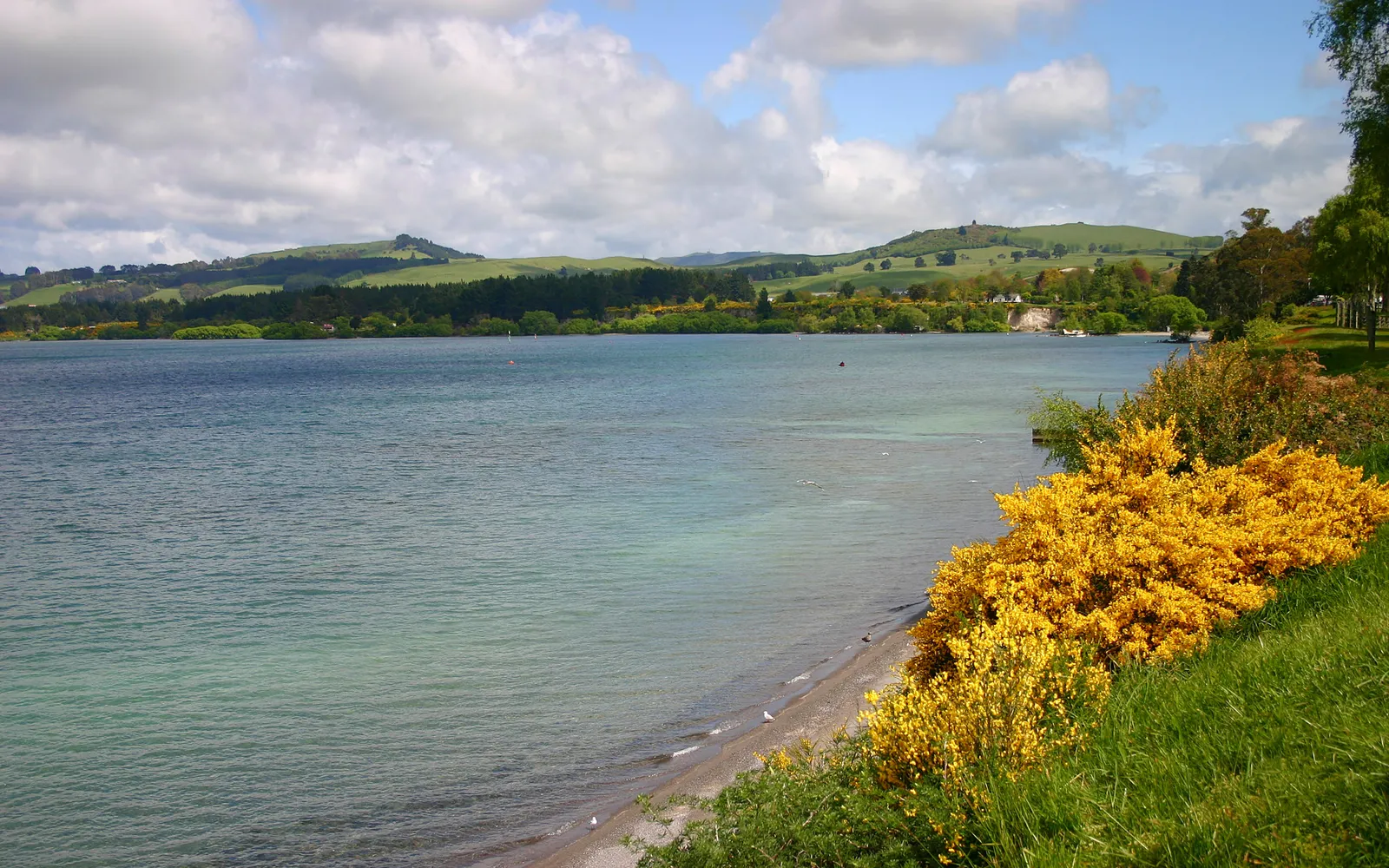 A tranquil lake with rolling green hills in the background and bright yellow flowering bushes in the foreground.