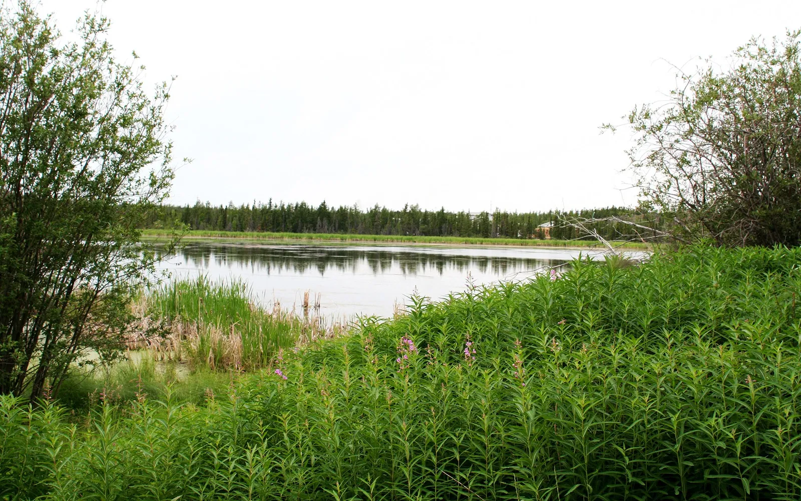 A calm lake reflects a distant forest, with lush green plants in the foreground and a bright sky above.