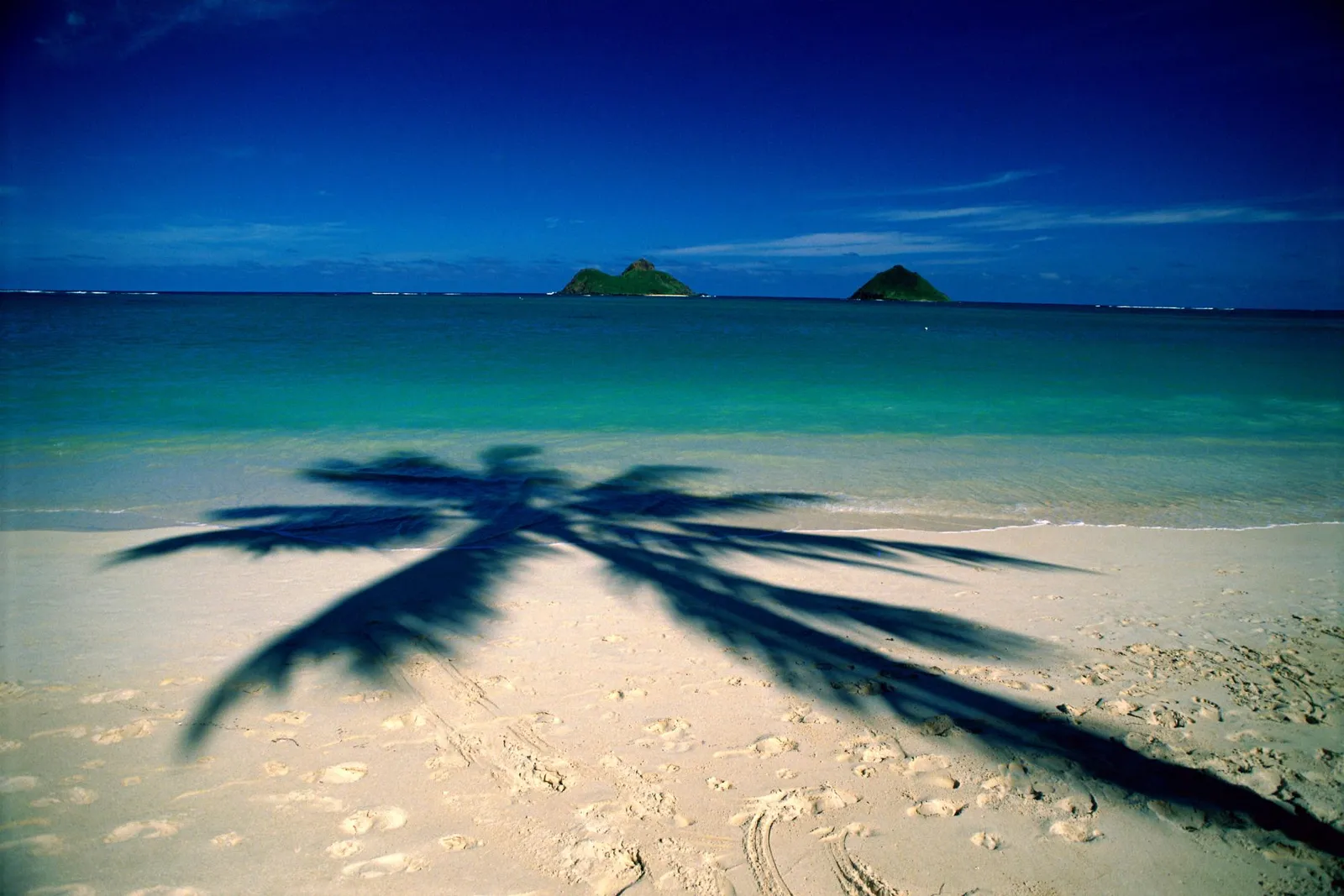 The shadow of a palm tree stretches across a sandy beach towards the turquoise ocean.