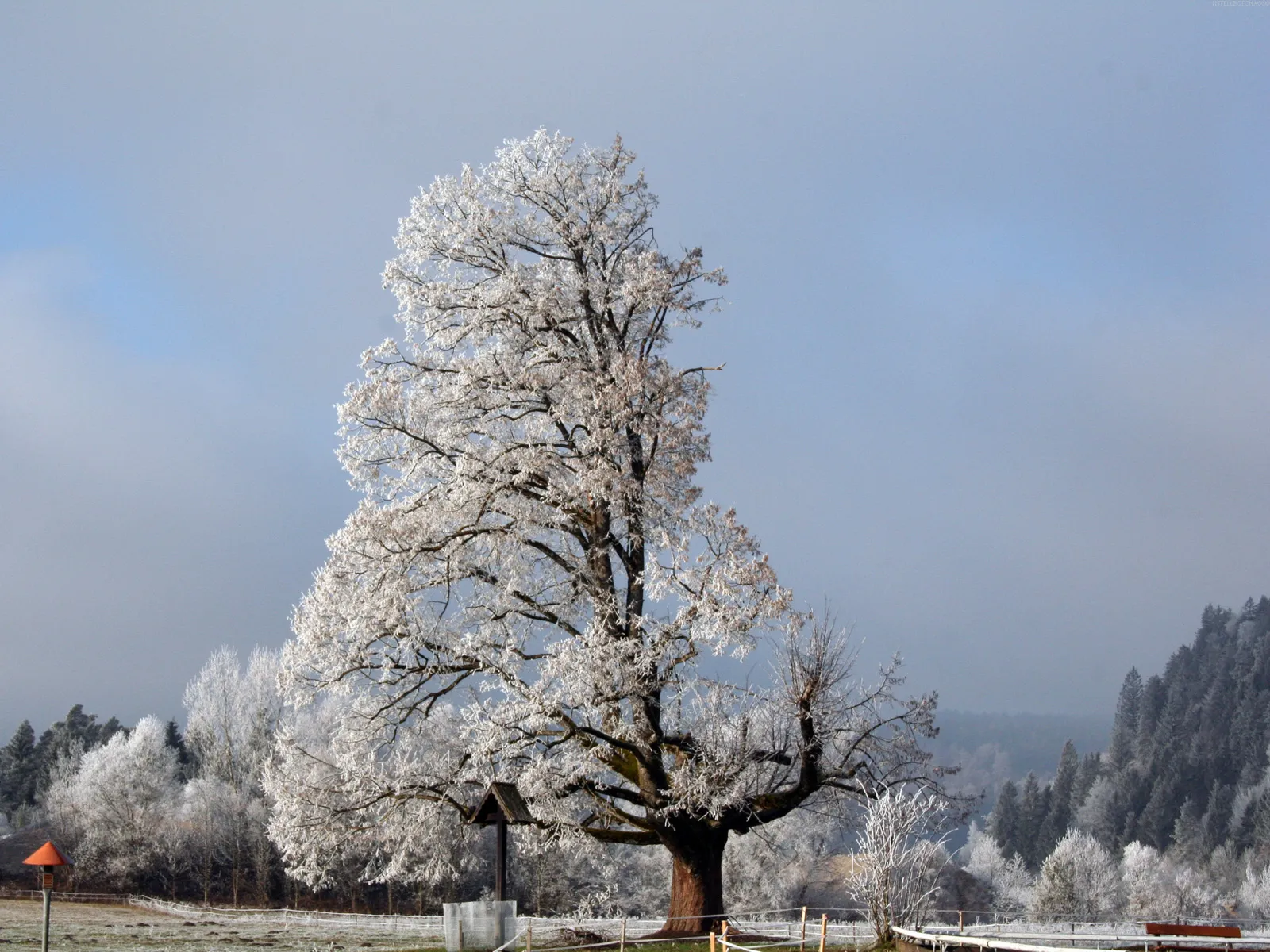 A large, frost-covered tree stands in a snowy landscape with a misty forest in the distance.