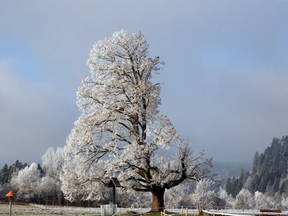 A large, frost-covered tree stands in a snowy landscape with a misty forest in the distance.