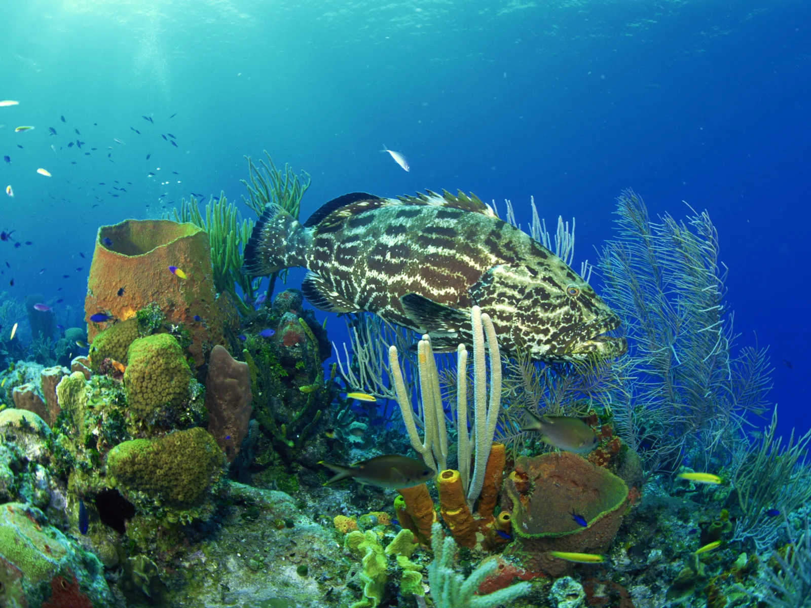 A large grouper fish with dark and light markings swims near colorful coral formations in clear blue water.
