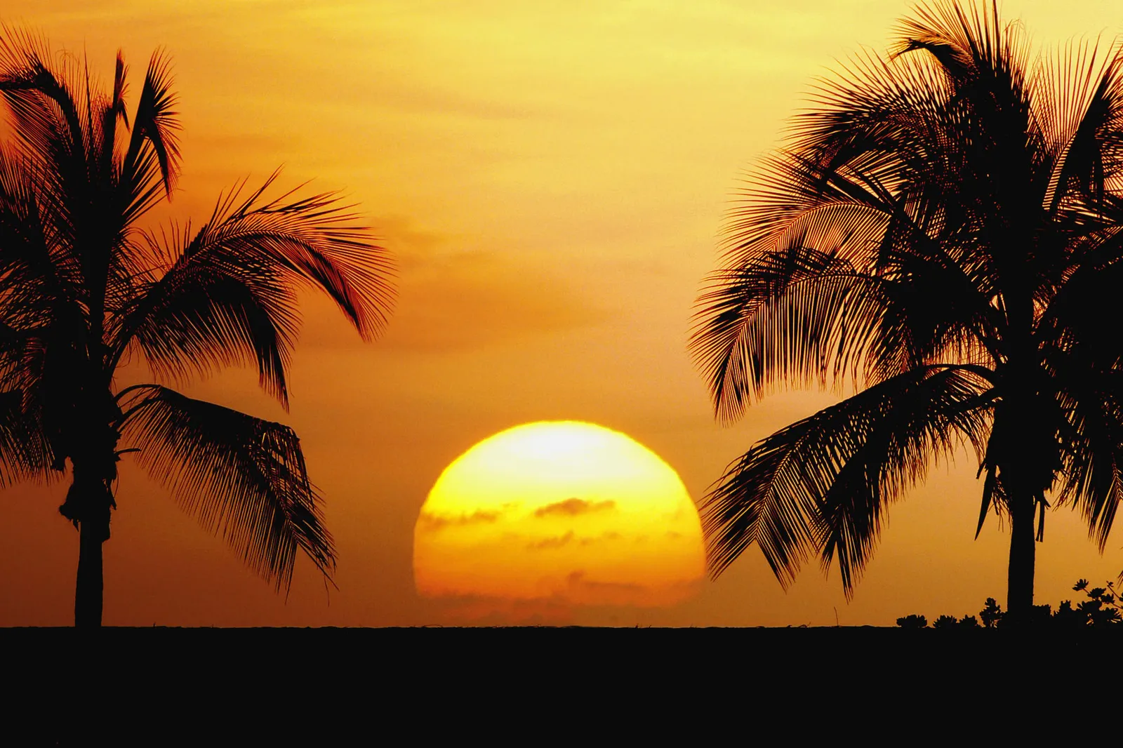 A large, glowing sun is setting between two silhouetted palm trees, casting an orange glow.