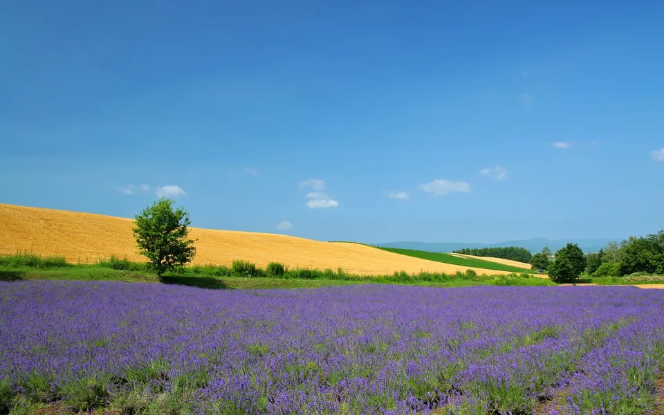 A wide field of purple lavender stretches towards rolling hills under a bright blue sky with a few scattered clouds.