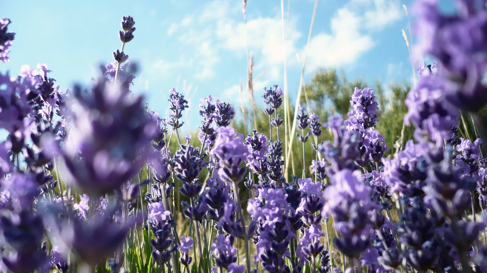 A low-angle shot of blooming lavender flowers against a blue sky with scattered clouds.