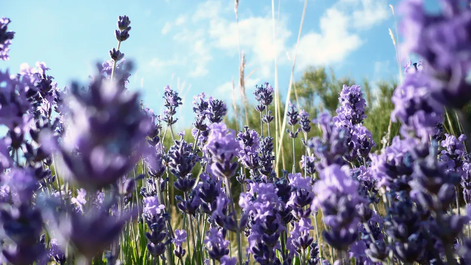A low-angle shot of blooming lavender flowers against a blue sky with scattered clouds.
