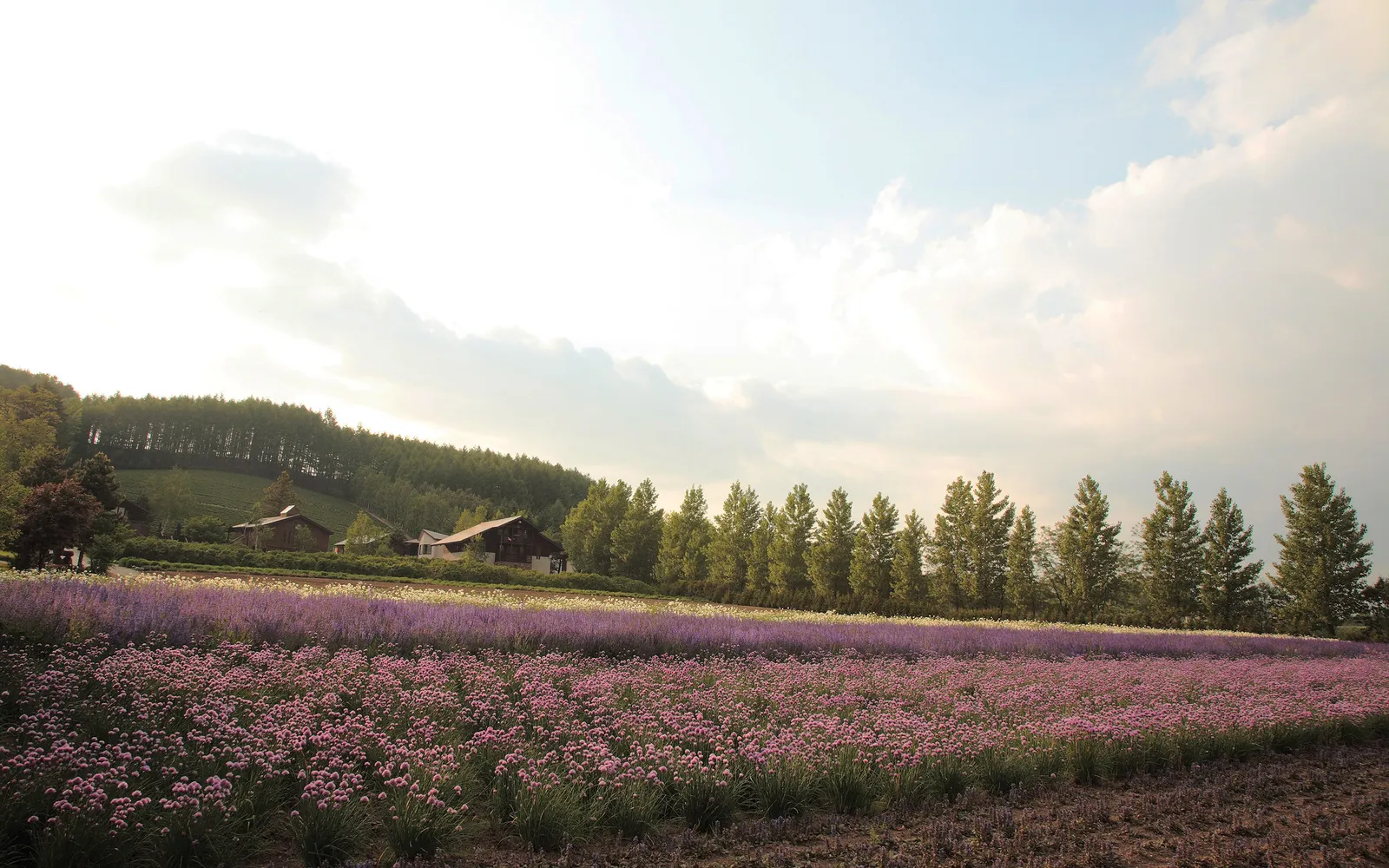 A wide field of purple flowers stretches towards a line of trees and farm buildings under a bright, cloudy sky.