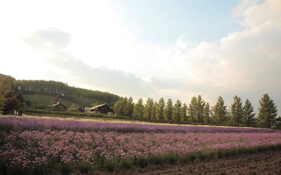 A wide field of purple flowers stretches towards a line of trees and farm buildings under a bright, cloudy sky.