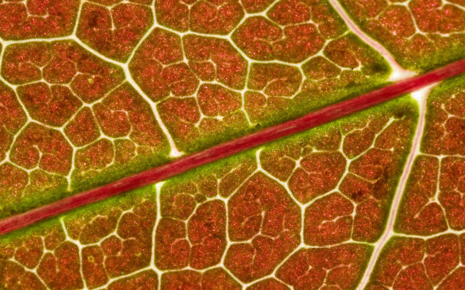 Close-up view of a leaf showing its intricate network of veins and cellular structure.