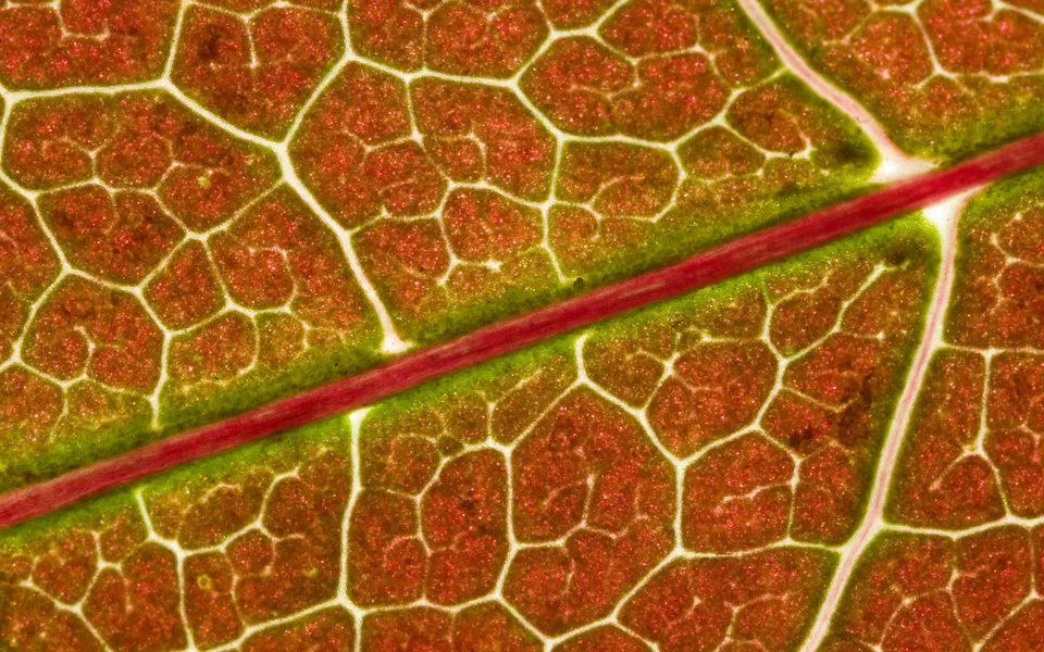 Close-up view of a leaf showing its intricate network of veins and cellular structure.
