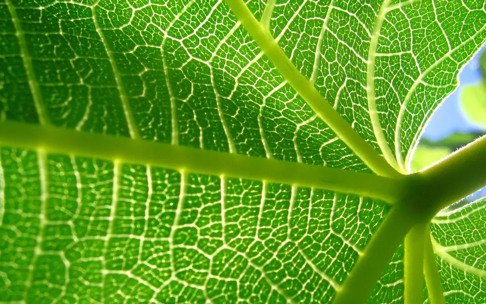 A close-up view of the intricate network of veins on a bright green leaf, backlit by sunlight.