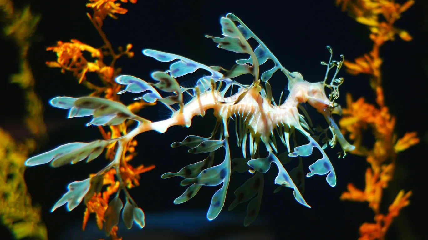 A leafy seadragon with delicate, leaf-like appendages swims near vibrant orange seaweed against a dark background.