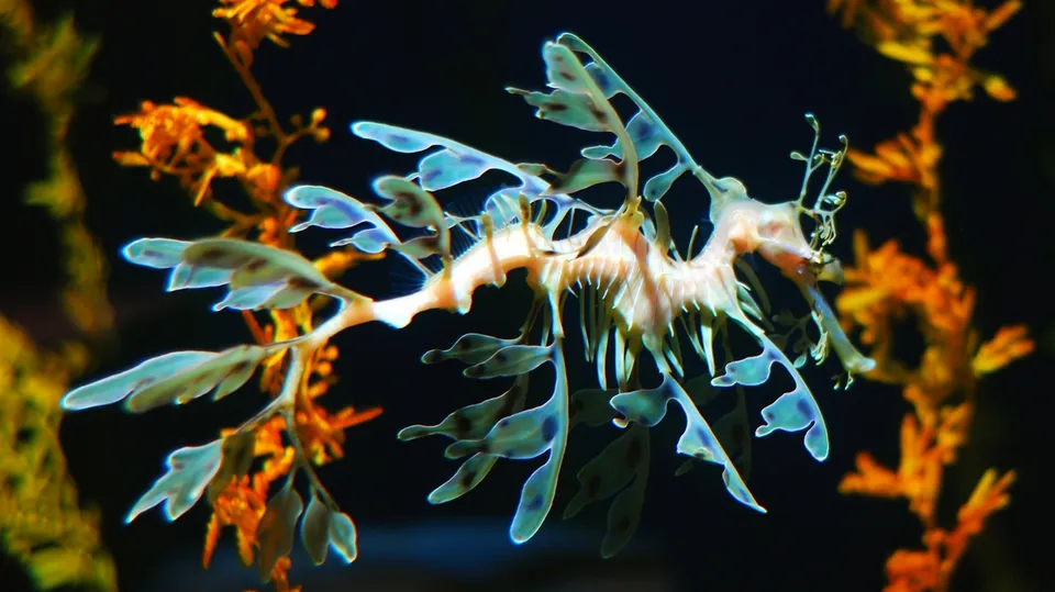 A leafy seadragon with delicate, leaf-like appendages swims near vibrant orange seaweed against a dark background.