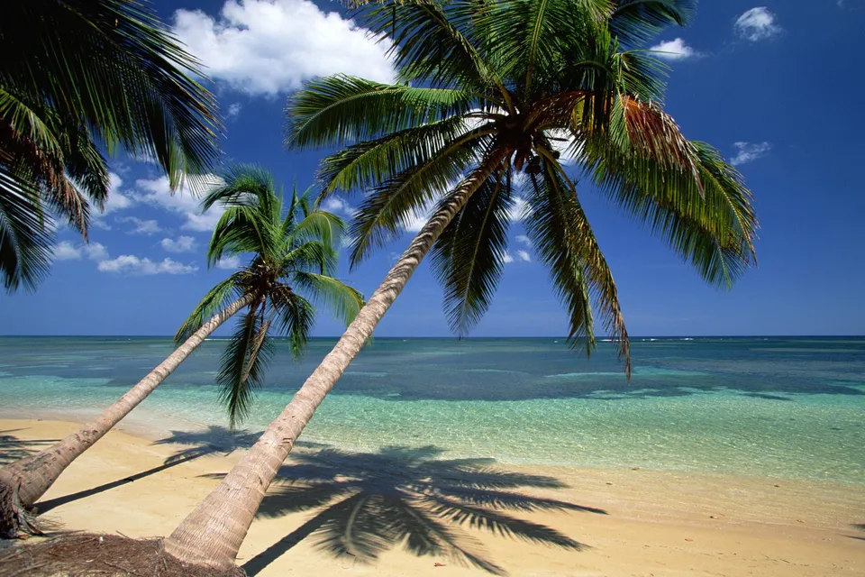 Palm trees lean over a pristine sandy beach with clear turquoise water under a bright blue sky.