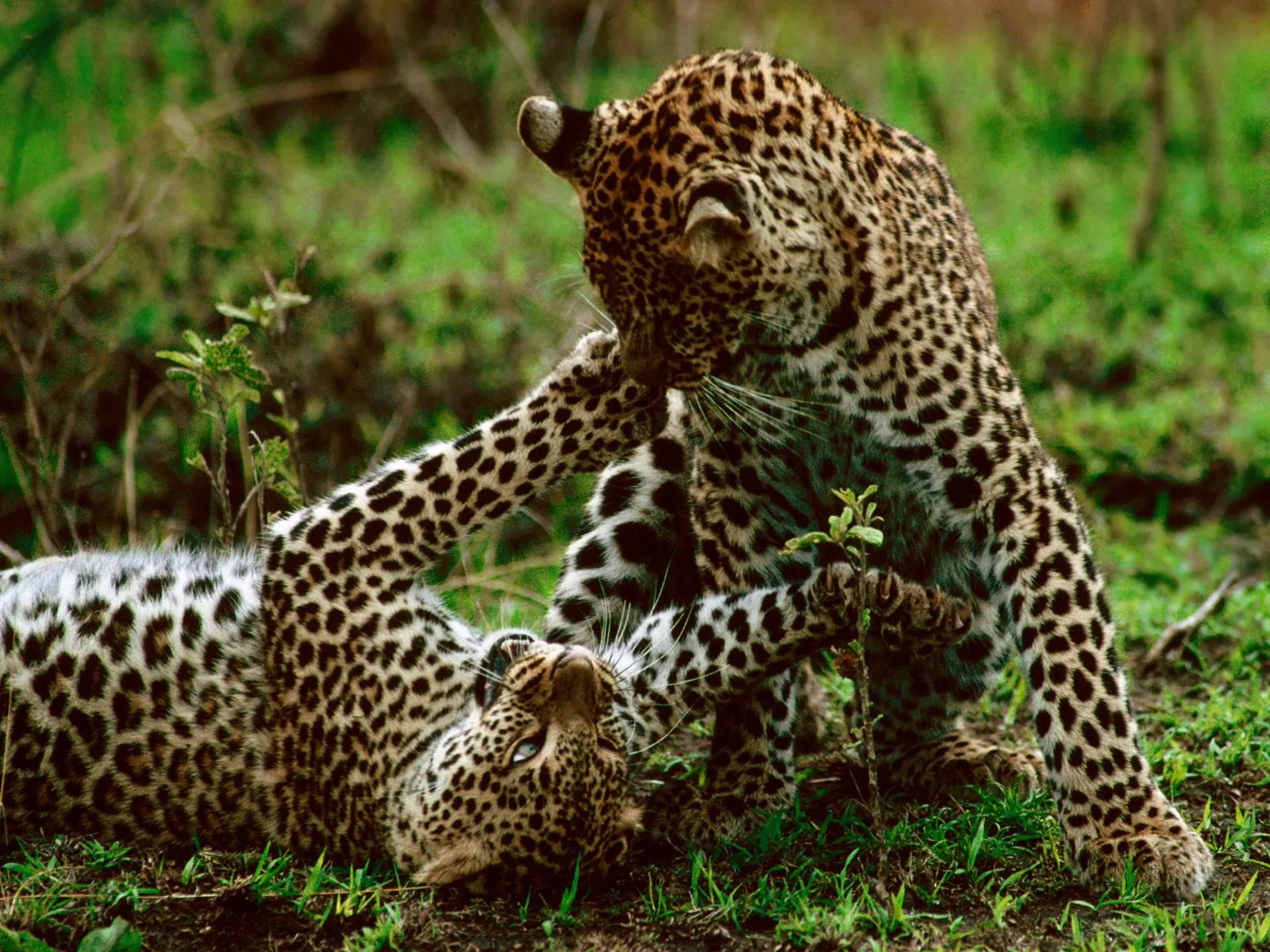 Two young leopards are playfully wrestling in a grassy field, with one lying on its back and the other standing over it.